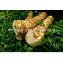 fresh horseradish root herb for sale with ISO certificate